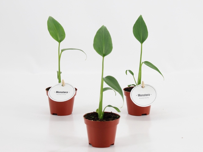 <h4>Monstera</h4>