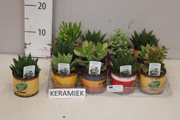 <h4>ARR SUCCULENTEN</h4>