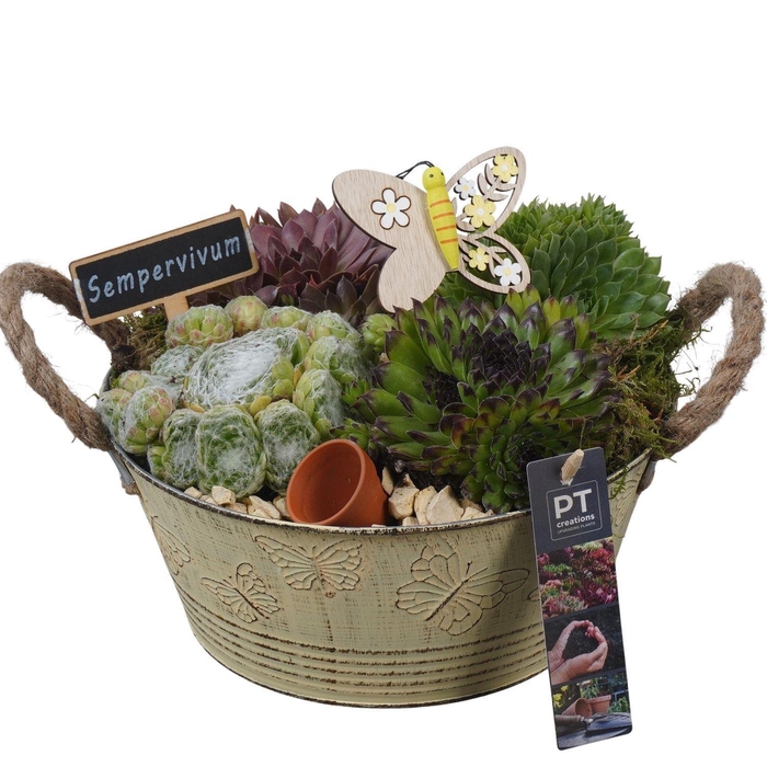 Arr.  Sempervivum L%