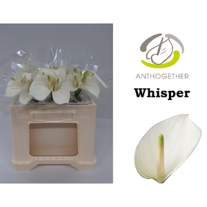 Anthurium Whisper