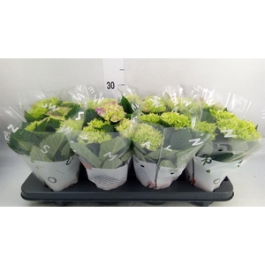 Hydrangea mac. 'Fabolo'