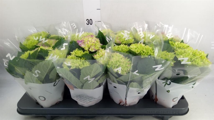 <h4>Hydrangea mac. 'Fabolo'</h4>