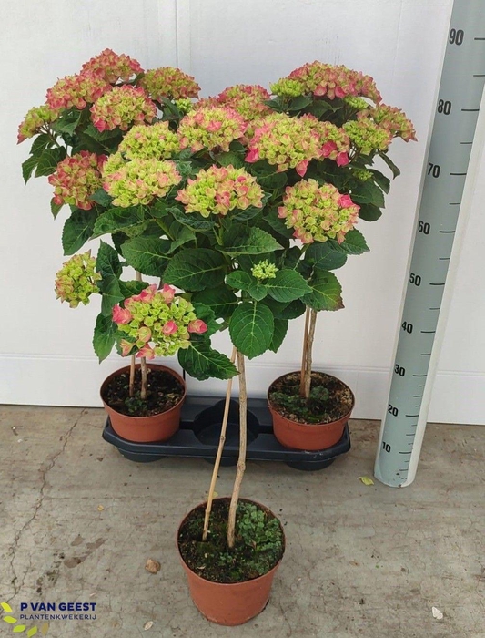 <h4>HYDR M NINGBO</h4>