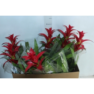 GUZMANIA VOILA P14