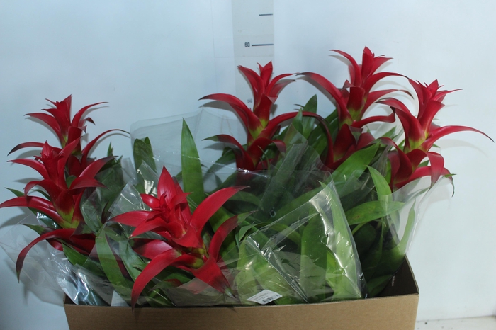 <h4>GUZMANIA VOILA P14</h4>
