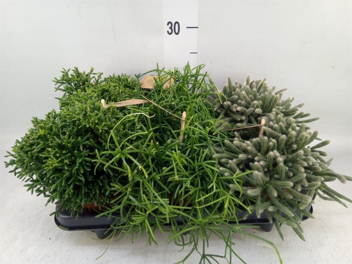 <h4>Rhipsalis ...mix</h4>