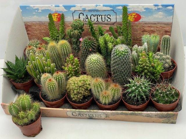 <h4>CACTUS GEM</h4>