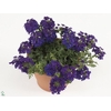 VERBE MA DARK BLUE