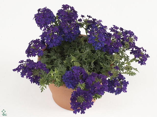 VERBE MA DARK BLUE
