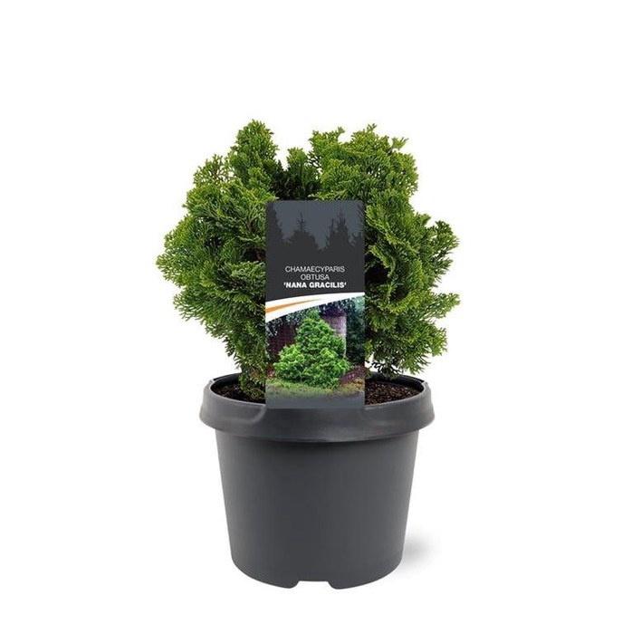 <h4>Chamaecyparis obtusa</h4>