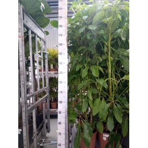 Schefflera actin. 'Amate'