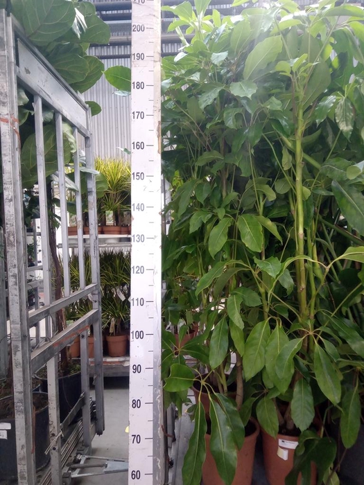 <h4>Schefflera actin. 'Amate'</h4>