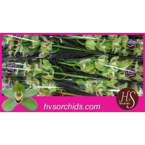 CYMB T PIEDMONT 80 CM