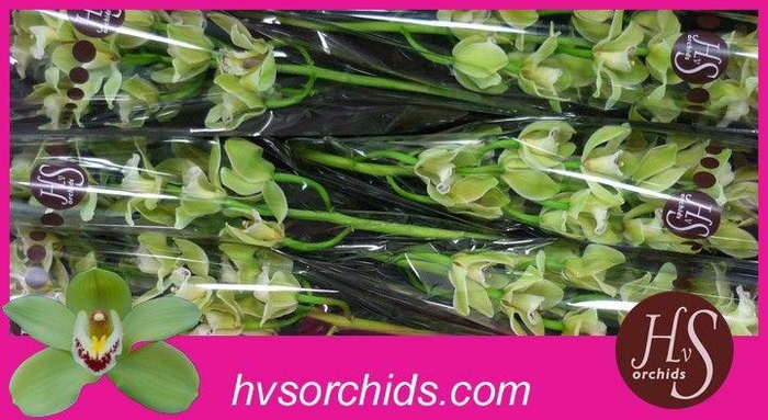 <h4>CYMB T PIEDMONT 80 CM</h4>