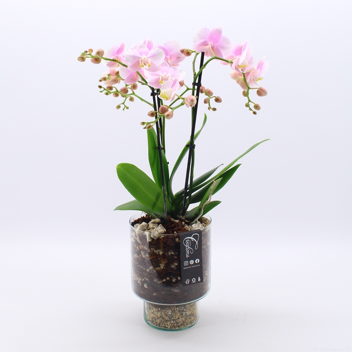 PHAL-2433RZ Phalaenopsis creatie