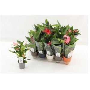 ** Anthu An Gem 3 Kl 2+ In Keramiek Pot