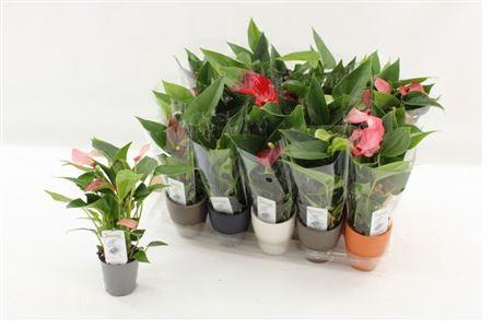 <h4>** Anthu An Gem 3 Kl 2+ In Keramiek Pot</h4>