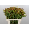 Leucadendron Ayoba Cherry Pearl
