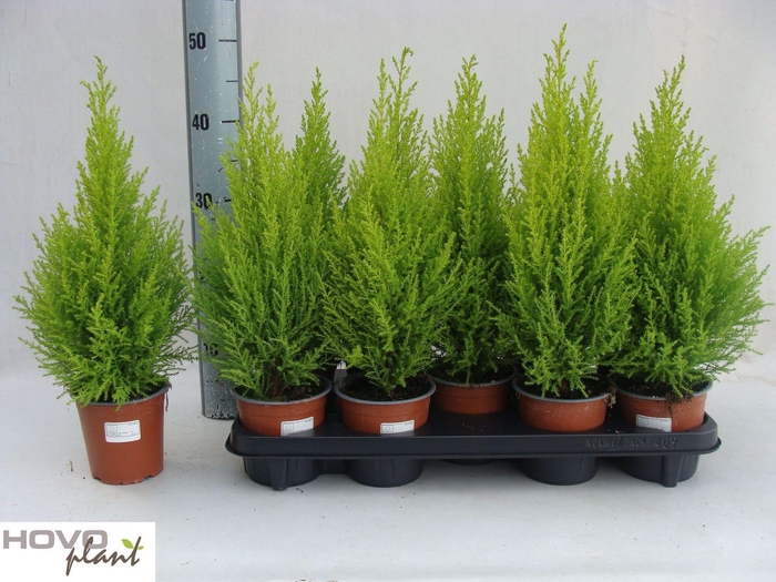 <h4>CUPR MA GOLDC WILMA</h4>