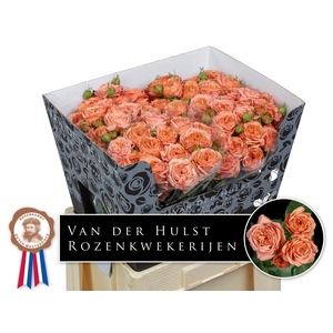 Rosa TR 'Bella Trendsetter'