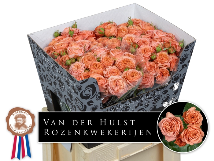 <h4>Rosa TR 'Bella Trendsetter'</h4>