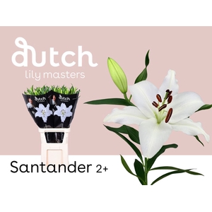 Li Or Santander 2+ Lily Master