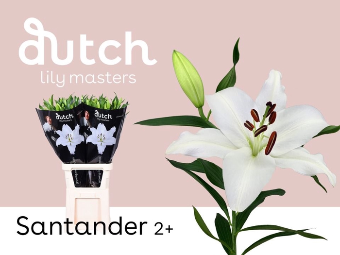 <h4>Li Or Santander 2+ Lily Master</h4>
