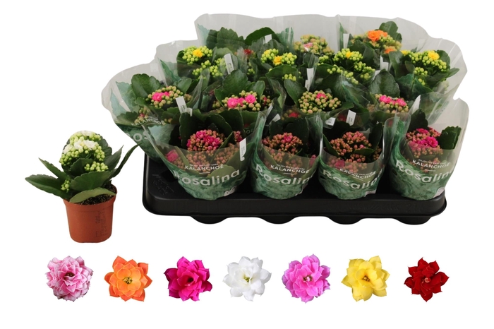 <h4>KAL GE RO GEM 6 KL</h4>