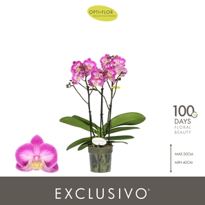 PHAL OPTI EXCLUSIVO CUPIDO 3 SPIKE