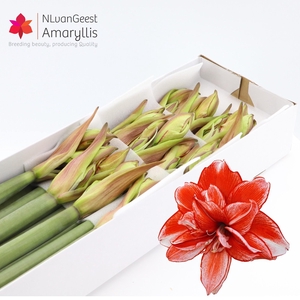 HIPP DG FLAM AMADEUS