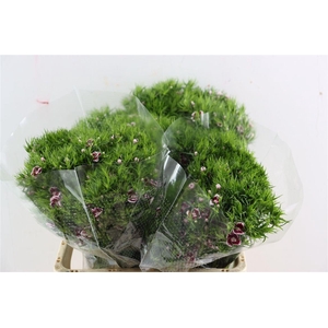 Di Barb Breanthus Roi Bicolor Red White