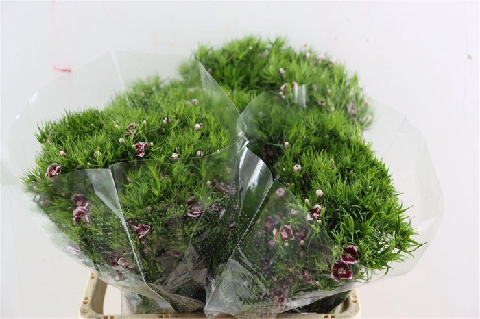 <h4>Di Barb Breanthus Roi Bicolor Red White</h4>