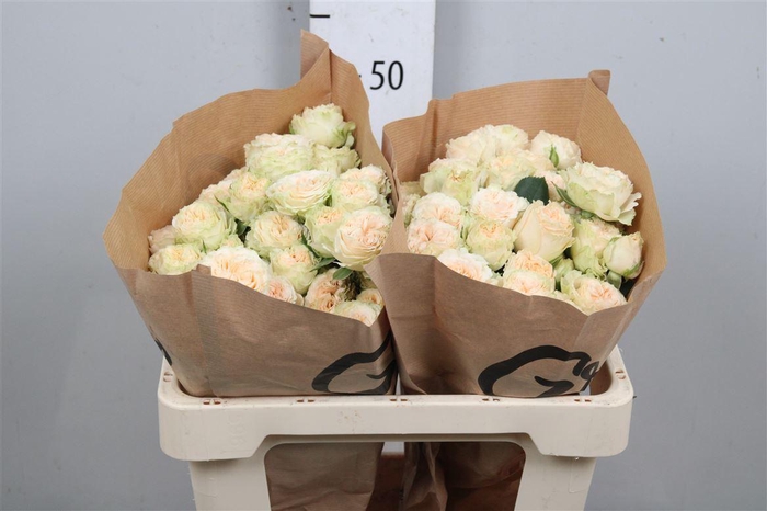 <h4>R Tr Summerrose</h4>