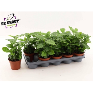 Coffea arabica (Koffieplant)