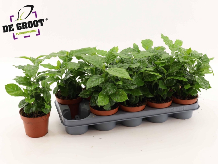 <h4>Coffea arabica (Koffieplant)</h4>
