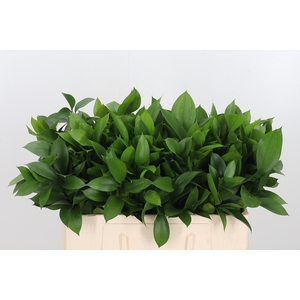 Ruscus