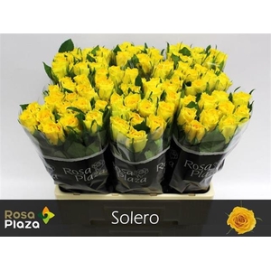R GR SOLERO
