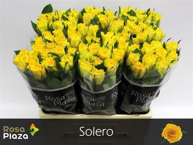 R GR SOLERO