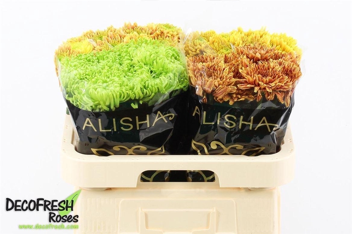 <h4>Chr G Gem In Fust</h4>