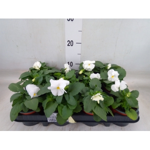 Viola wr. 'Delta Pure White'