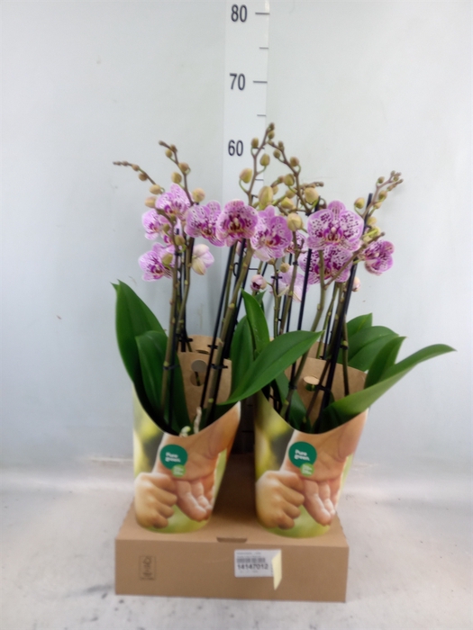 <h4>Phalaenopsis   ...rose</h4>