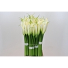Zantedeschia Eydolls White