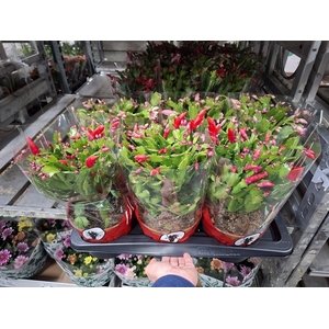 Schlumbergera overig