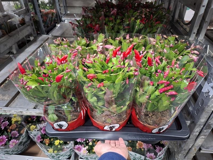 <h4>Schlumbergera overig</h4>