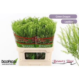 Lep Vi Green Dragon