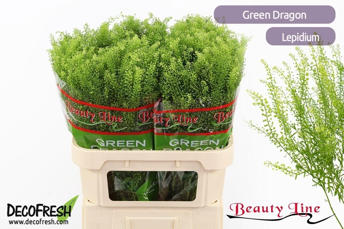 <h4>Lep Vi Green Dragon</h4>
