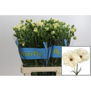 RAN BUTTERFLY KERAMO