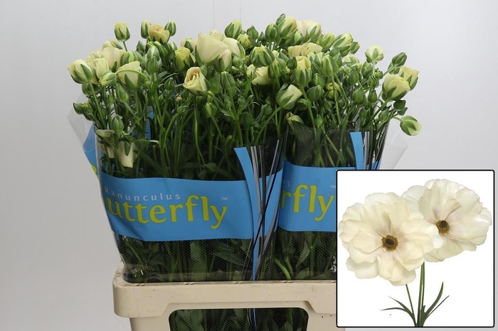 <h4>RAN BUTTERFLY KERAMO</h4>