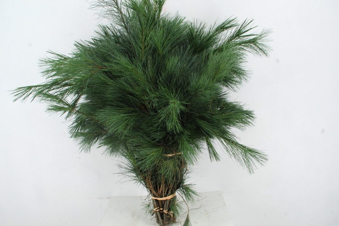 <h4>PINUS STROBUS PER BUNCH 90CM</h4>