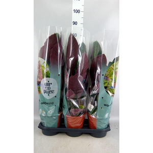 Calathea warscewiczii